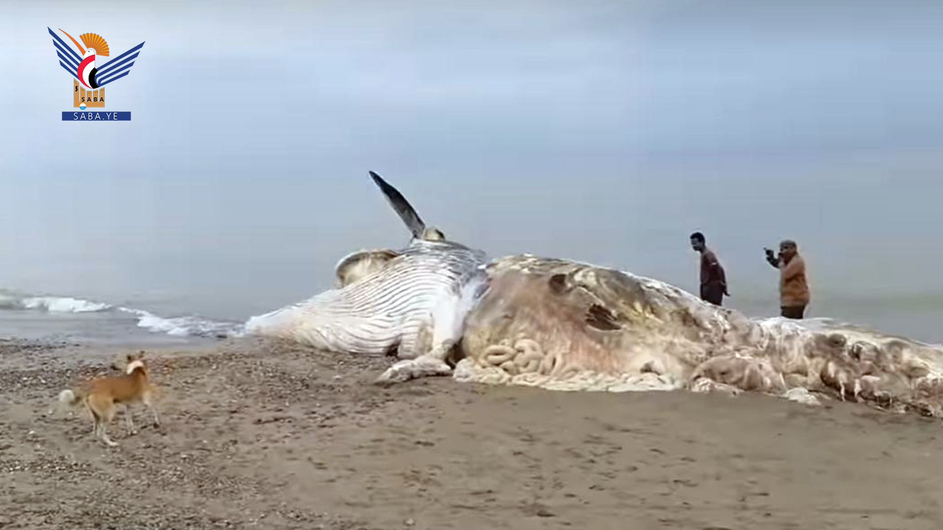وزارة الثروة السمكية تحذر من استمرار نفوق الحيتان بسواحل البحر الأحمر